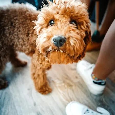 キャンプ場 Molo Surf Spot *