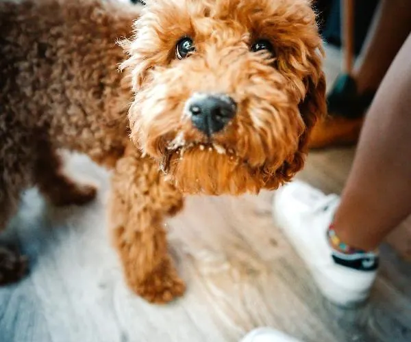 مكان تخييم Molo Surf Spot *